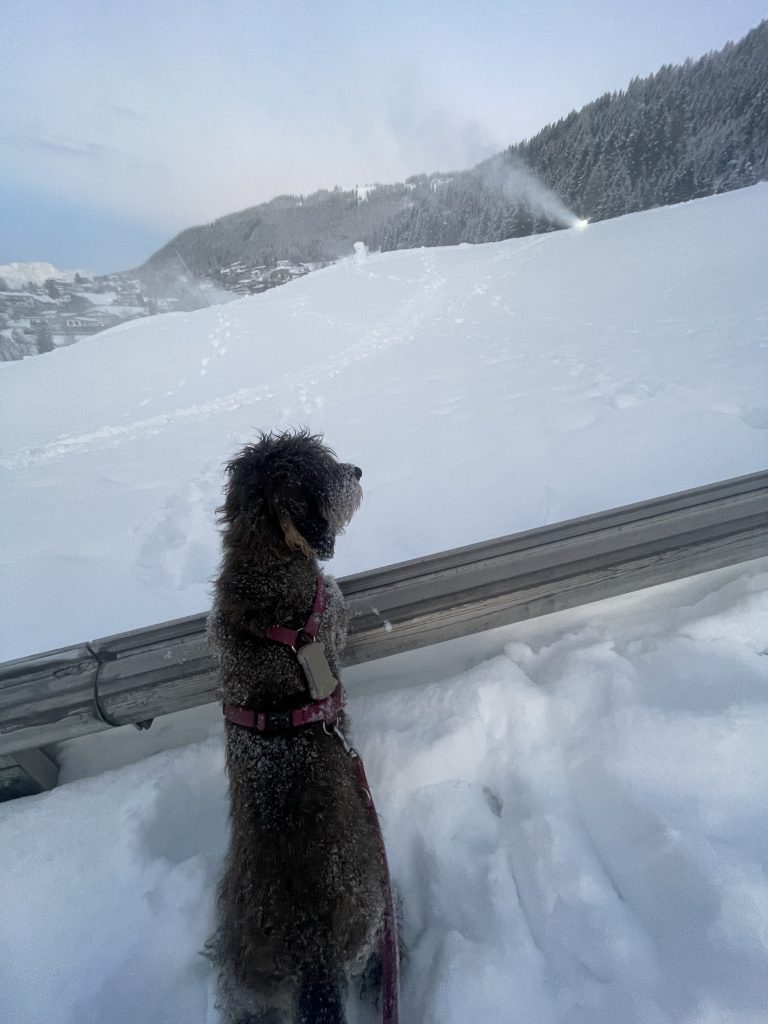 Ein Hund mit gelocktem Fell und rotem Geschirr steht im Schnee und blickt über ein verschneites Feld und bewaldete Hügel unter einem grauen Winterhimmel. Der Boden ist mit Schnee bedeckt, und in der Ferne arbeitet eine Schneemaschine.